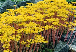 Žućkastozeleni žednjak