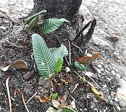 Selliguea feei, porodica Polypodiaceae