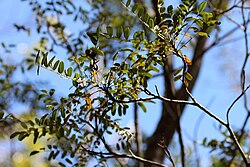 Alvaradoa haitiensis