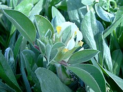 Tripodion tetraphyllum