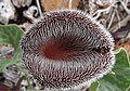 Aristolochia chilensis