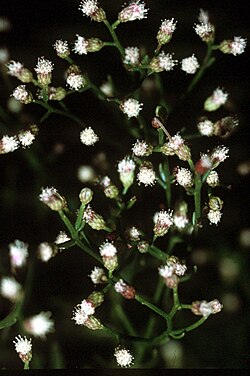Baccharis angustifolia