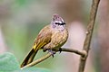 Pycnonotus flavescens bulbul
