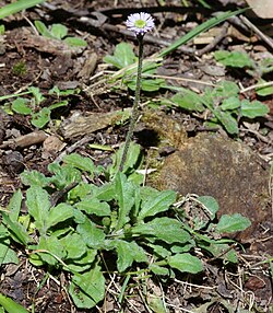 Lagenophora stipitata