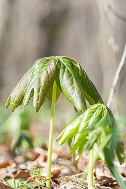 Podophyllum peltatum