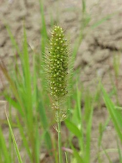 Setaria italica