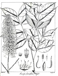 Acrocarpus fraxinifolius