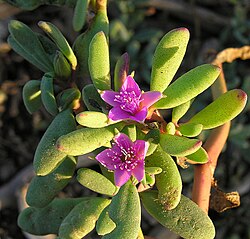 Sesuvium verrucosum