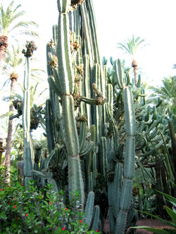 Cereus repandus (sin Cereus peruvianus)