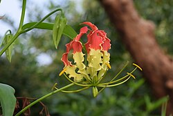Gloriosa superba