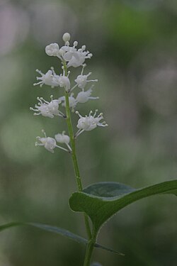 Dvolisni pocijep, Maianthemum bifolium
