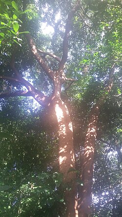 Balizia pedicellaris