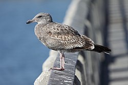 Mladi galeb tijekom prve zime