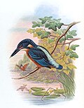 Alcedo euryzona