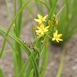 Bulbine semibarbata