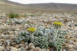 Cancrinia krasnoborovii, Tuva