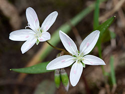 Claytonia virginica