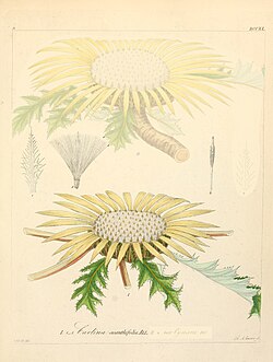 Carlina acanthifolia, ilustracija
