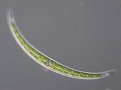 Closterium sp.