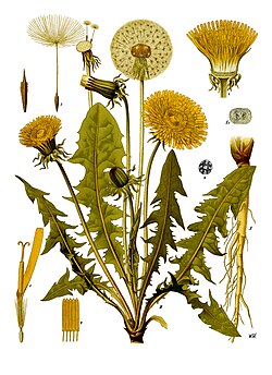 Ilustracija dijelova maslačka (Taraxacum officinale)