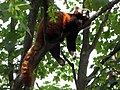 Ailurus fulgens