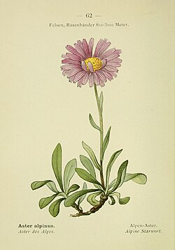 Aster alpinus, planinski zvjezdan