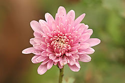Chrysanthemum sp