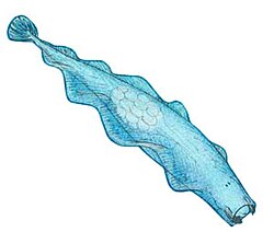 Eognathacantha ercainella