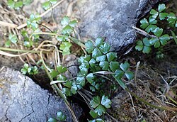 Hydrocotyle sulcata.