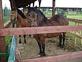 Primjerci međimurskog konja izloženi na MESAP-u