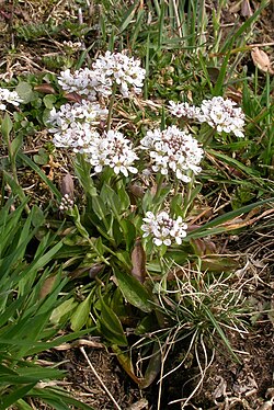 Noccaea perfoliata, jednogodišnja vrsta iz Europe, Azije i sjeverne Afrike. Naraste 5–25 cm