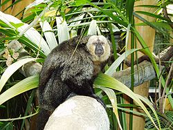 bjeloglavi saki (Pithecia pithecia)