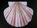 Annachlamys flabellata