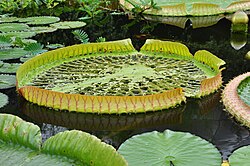 V. amazonica