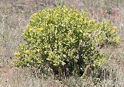 Centaurea polypodiifolia