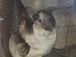 Hoffmanov dvoprsti ljenivac, Choloepus hoffmanni