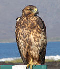 slika 12. Buteo galapagoensis