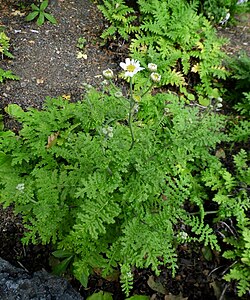 Gonospermum revolutum