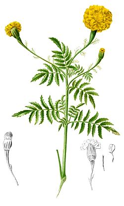 Tagetes erecta, ilustracija