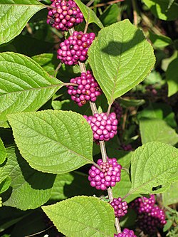 Callicarpa americana