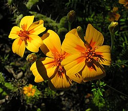 Tagetes lunulata