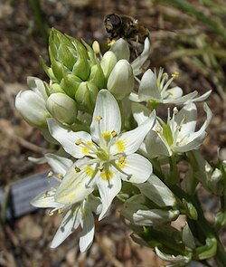 Toxicoscordion fremontii
