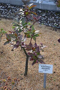 Acokanthera oblongifolia