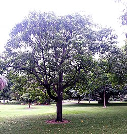 Aleurites moluccanus