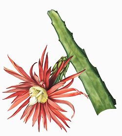 Selenicereus stenopterus, sin. Hylocereus stenopterus