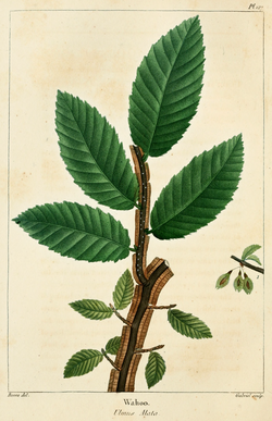 Ulmus alata