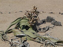 Weltwischia mirabilis, ženska