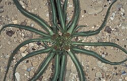 Gymnarrhena micrantha