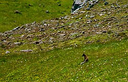 Islandska polarna lisica ljeti u parku prirode Hornstrandir