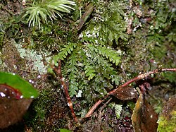 Micropolypodium okuboi